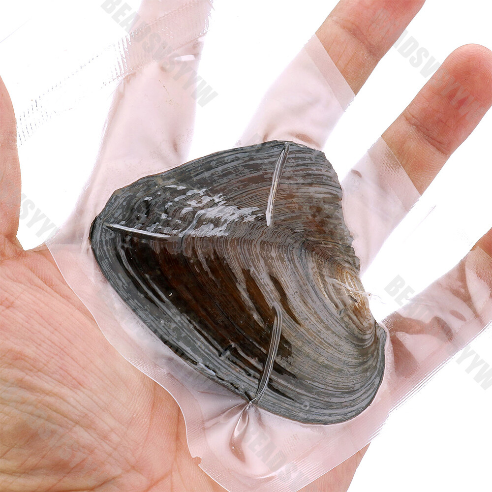1-50pack Individually Wrapped Oysters whith Natural Pearl Holiday Birthday Gift