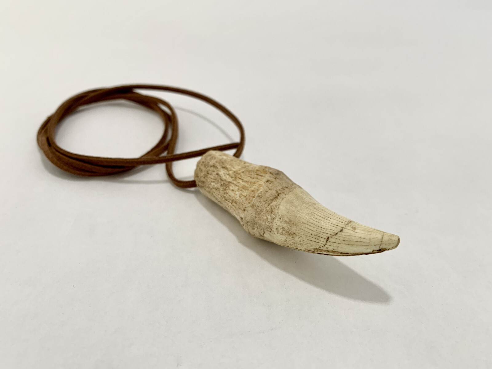 African Lion Fang Tribal Talisman Necklace Cast Resin Fossil Replica 3” Trophy