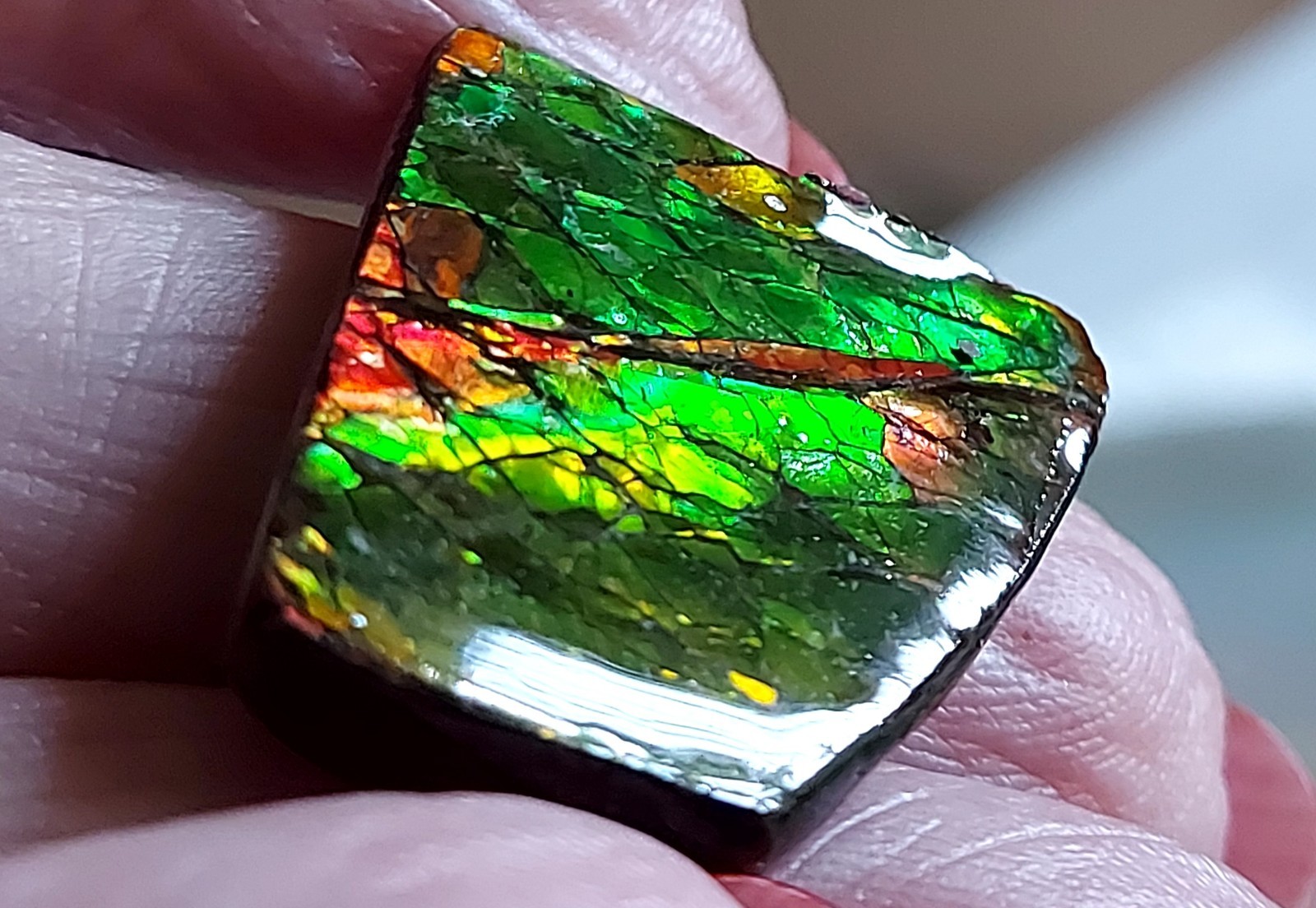 Ammolite Ammonite Coated Stone Color Changer BEAUTY 27.5×23.2x5mm C5695