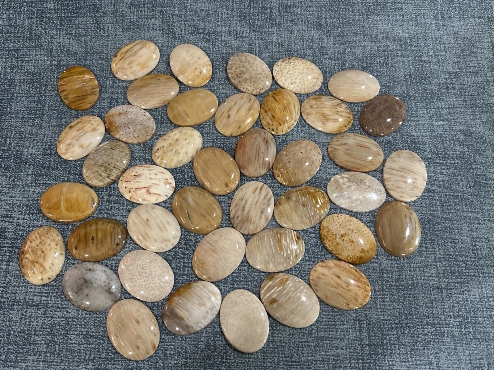 30mm x 40mm Petrified Palm Wood Cabochons, pkg of 2