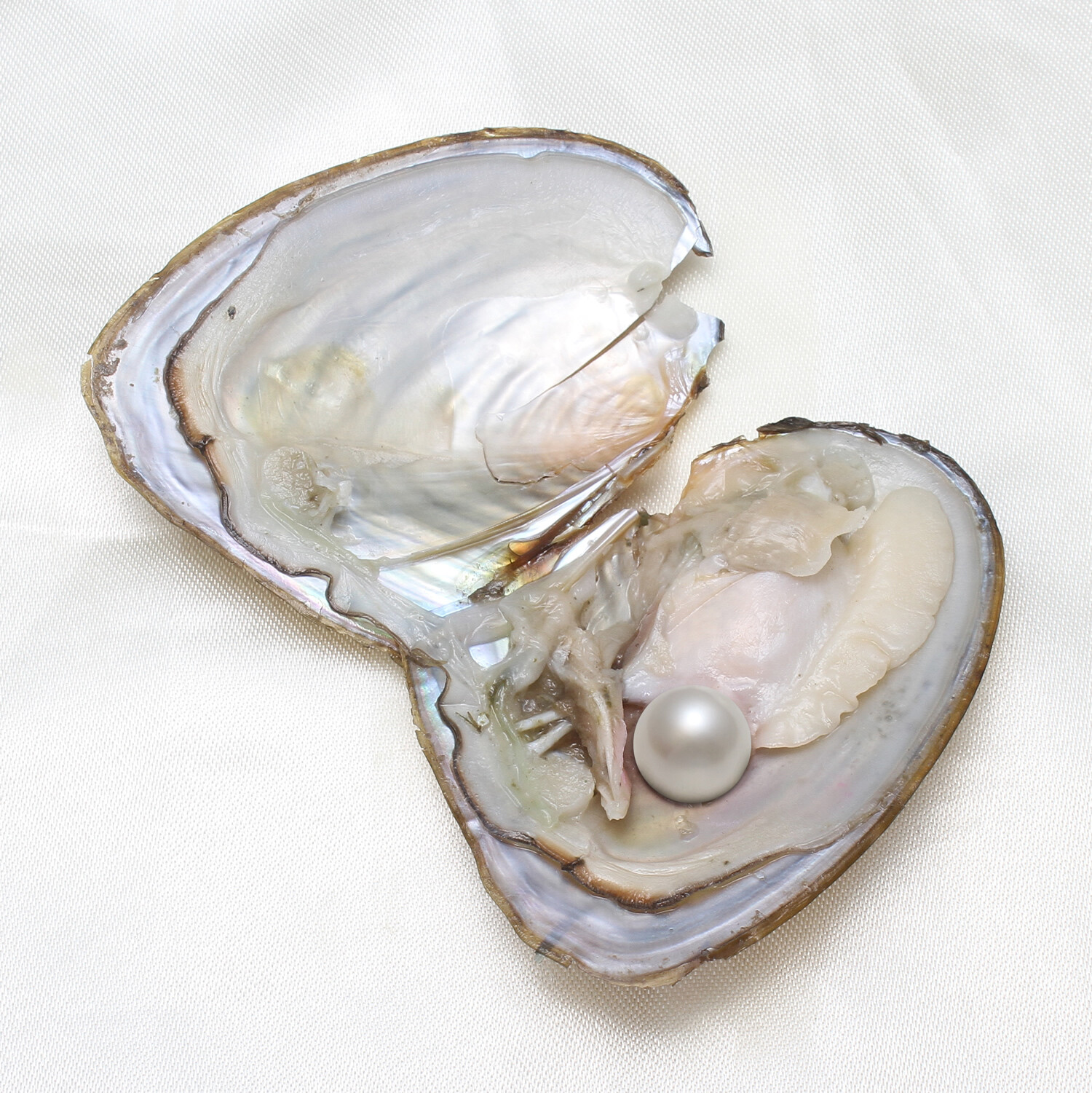 1-50pack Individually Wrapped Oysters whith Natural Pearl Holiday Birthday Gift