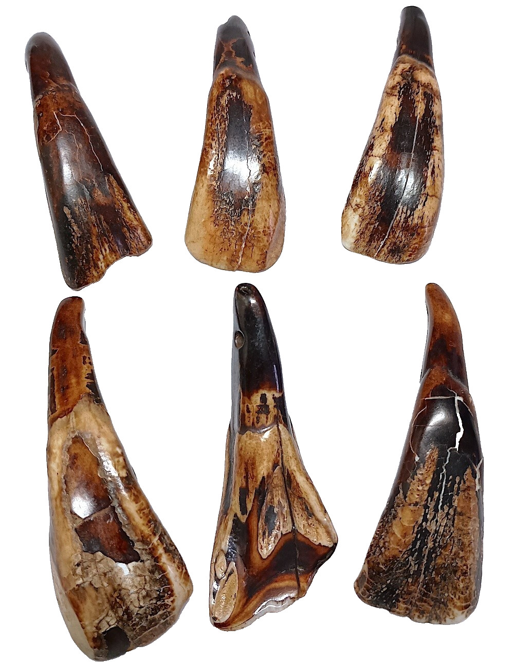 Buffalo Teeth Pendants 6 Pcs, 2.25″, 2.5mm Holes, Slight Imperfections, Reduced