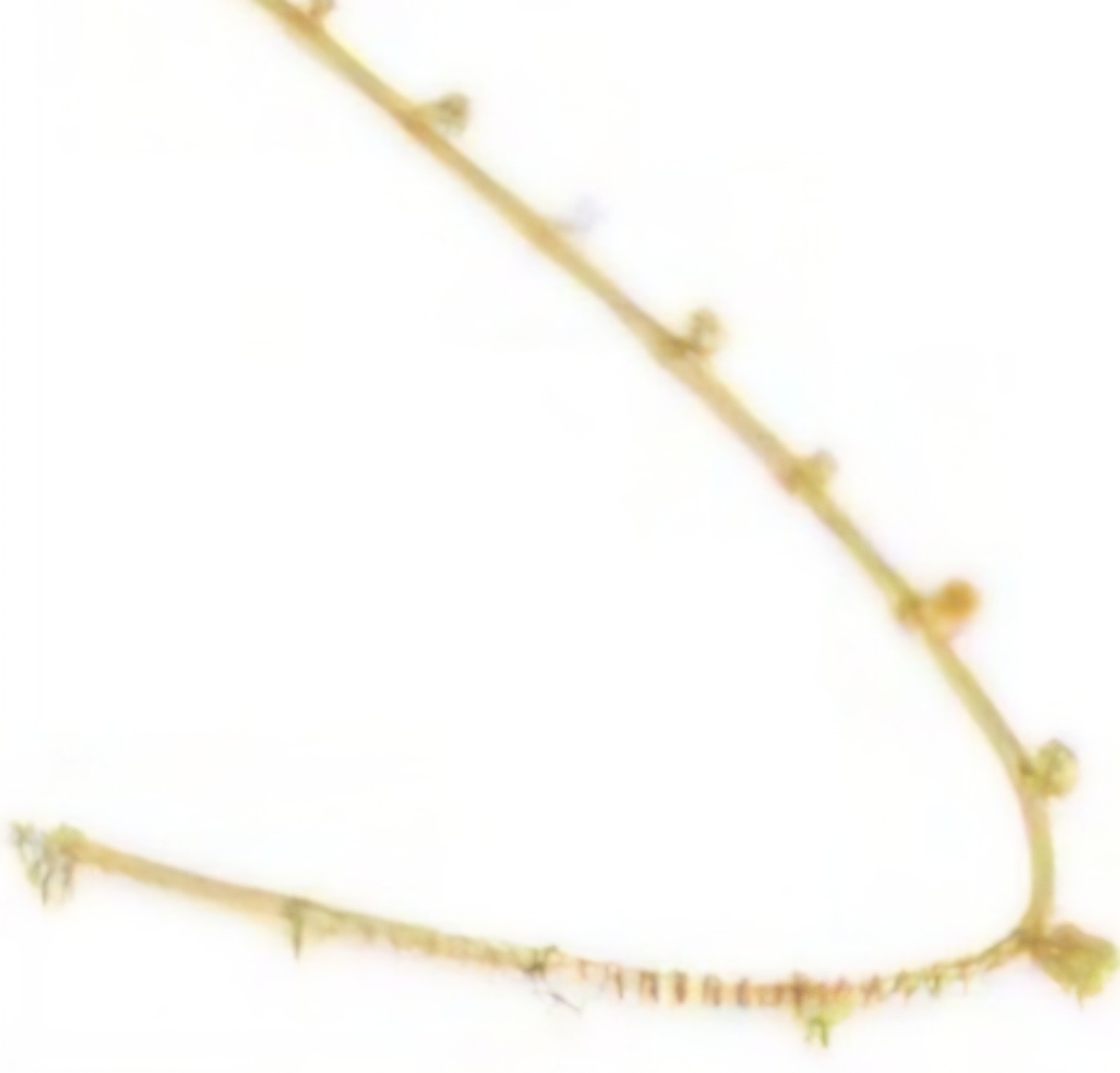 🧡💛TOUS NECKLACE CHARM GOLD PLATED PEARL, RINESTONE AND BEAR NECKLACE
