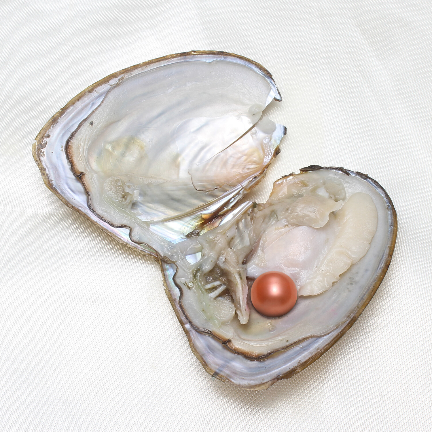 1-50pack Individually Wrapped Oysters whith Natural Pearl Holiday Birthday Gift