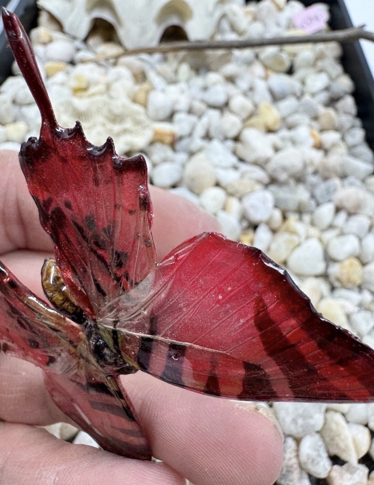 Hand Painted Real Butterfly Pendant Dipped In Resin – Red & Black