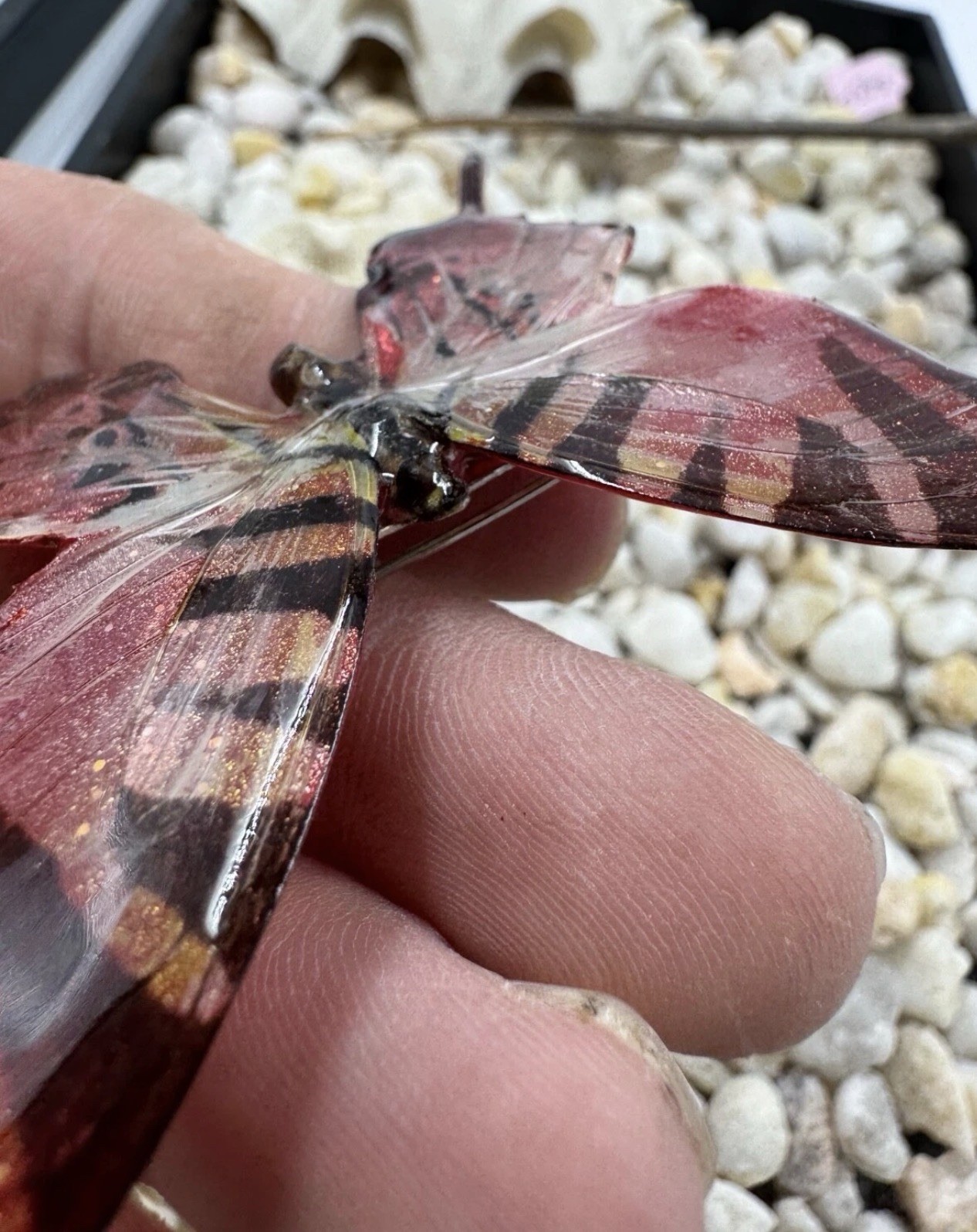 Hand Painted Real Butterfly Pendant Dipped In Resin – Red & Black