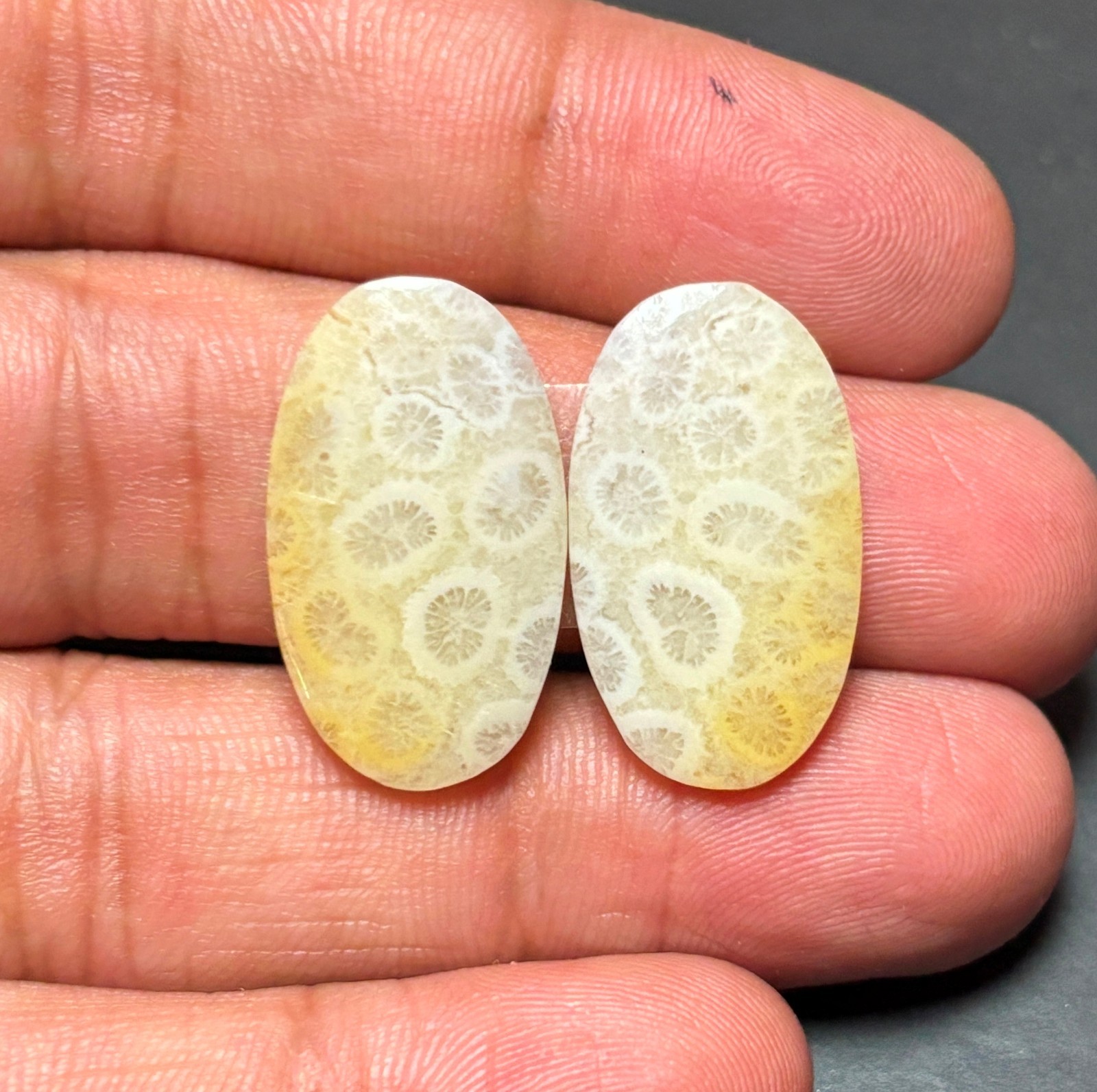 Fossil Coral Pair Cabochon Loose Flat Back Natural Gemstone For Earrings A-1123