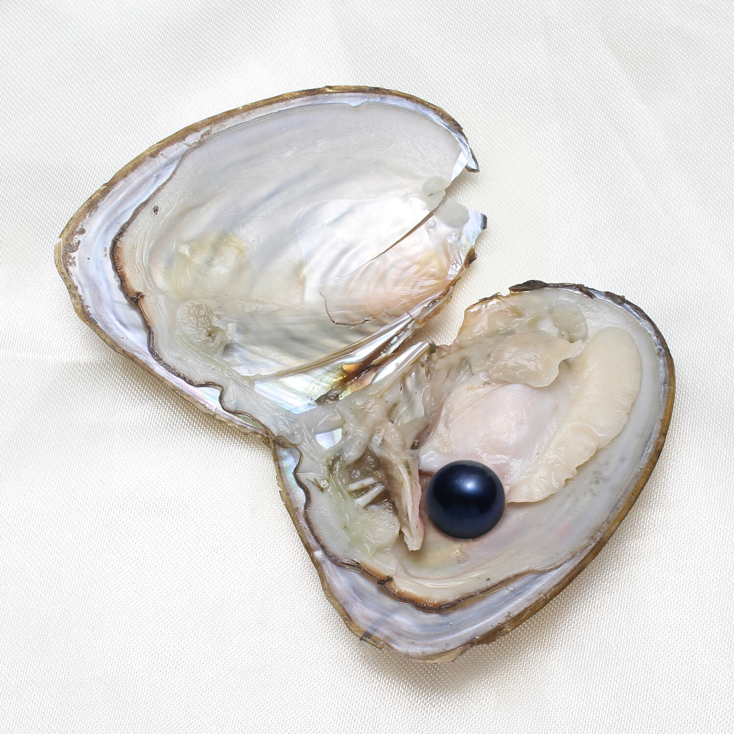 1-50pack Individually Wrapped Oysters whith Natural Pearl Holiday Birthday Gift