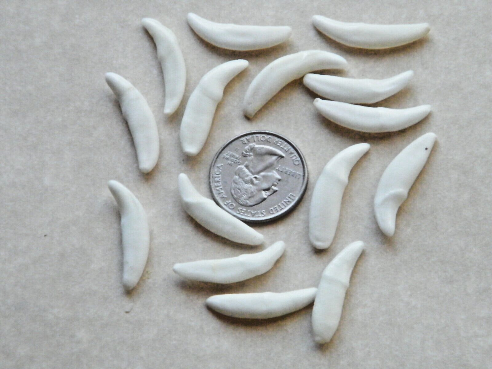 Lot of 15 COYOTE Tooth REAL White Teeth NO HOLES 1 1/8 up to 1 1/4″ Lot 15 NEW!