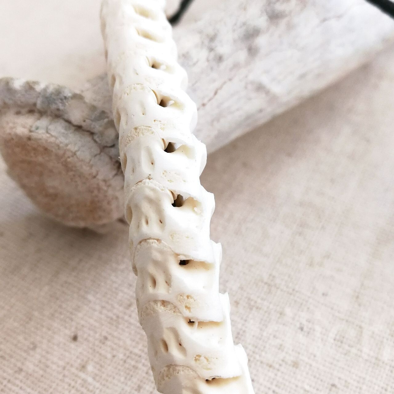Real Snake Vertebrates Bone Hand Braided Necklace White Adjustable Unisex Cool