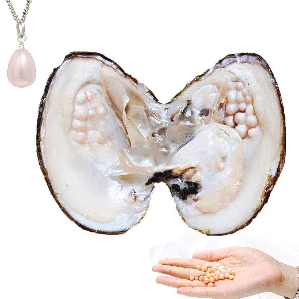 Big Oyster Pearl Freshwater Cultured Oval w/ 20-25 Pearl inside 5-7mm Ornament