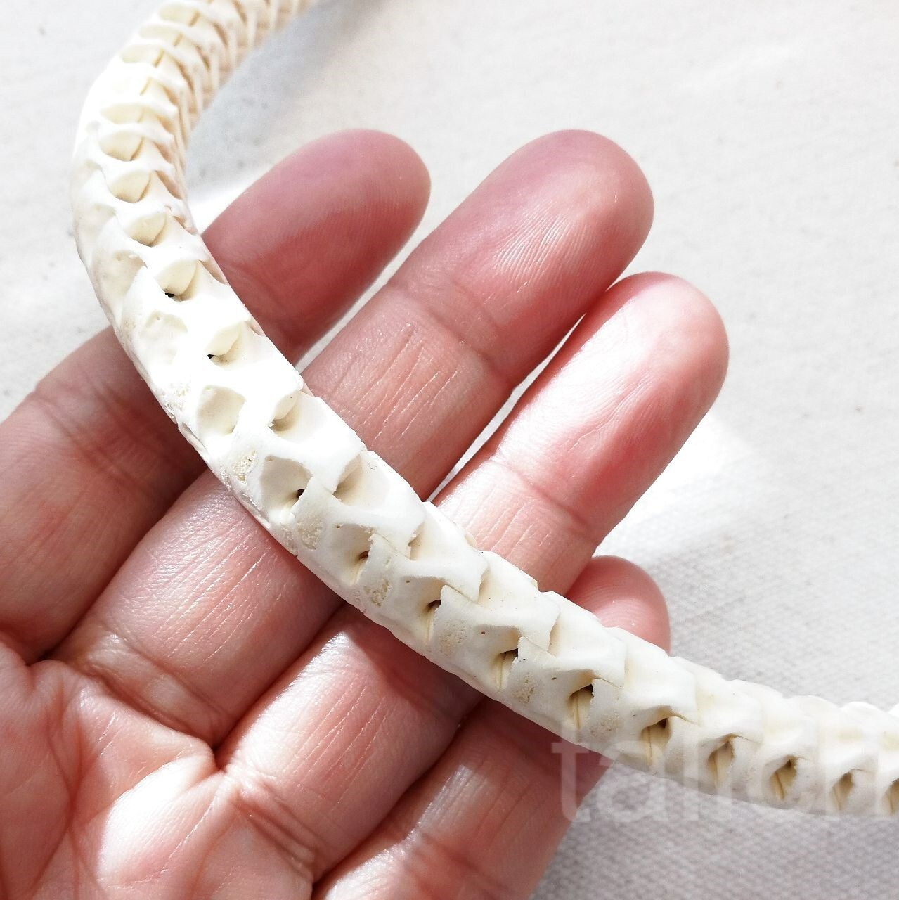 Real Snake Vertebrates Bone Hand Braided Necklace White Adjustable Unisex Cool